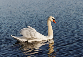 Obraz premium White swan.