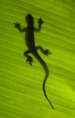 Silhouette of a gecko lizard on a green leaf