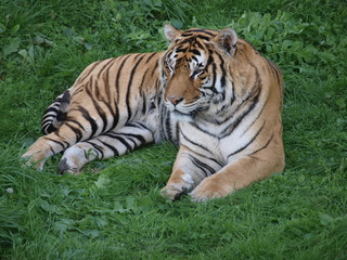 Fototapeta na wymiar tigre2