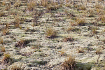 Grass in moss.