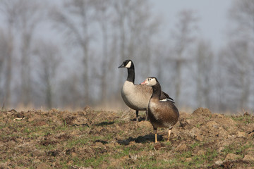 Canadian goose and cross breeding canadian-greylag goose