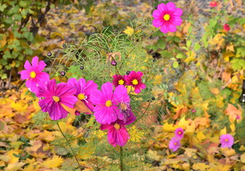 couleurs d'automne