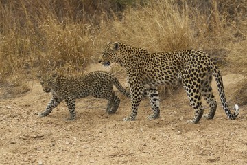 Wild female leopard (Panthera pardus) and cub