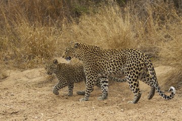 Female leopard (Panthera pardus) and cub
