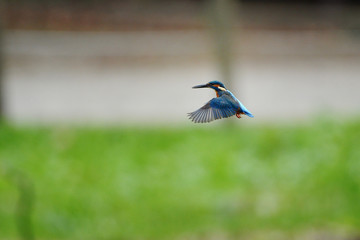 カワセミのホバリング