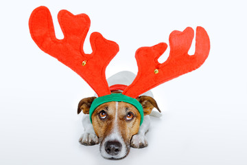 dog dressed up as deer