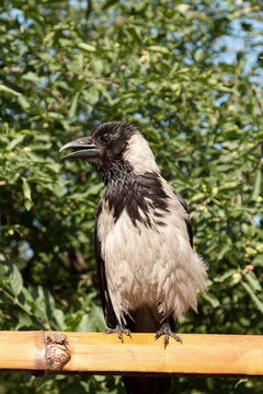 portrait of a crow