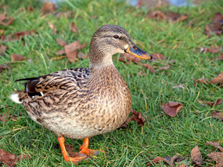 Stockente