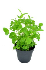 Naklejka premium A lemon balm plant in a pot on white background