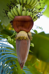 bananas blossom