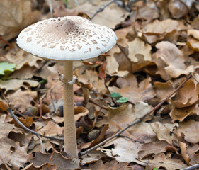Forest mushroom