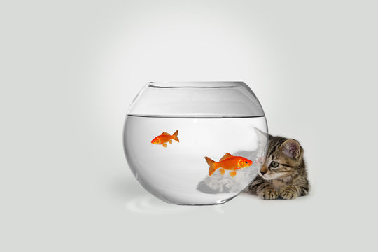 Katze schaut in ein Goldfischglas