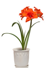 Hippeastrum double flowering 