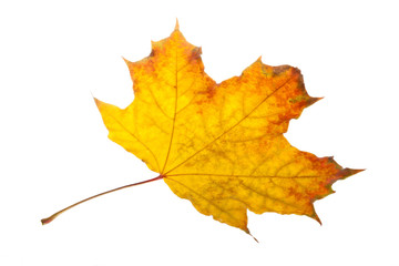 Naklejka na ściany i meble Fall maple leaves