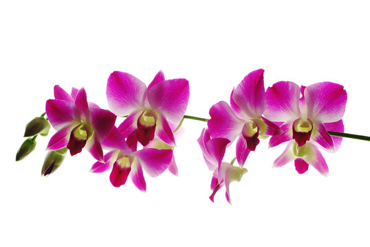 Red orchids isolated white  background