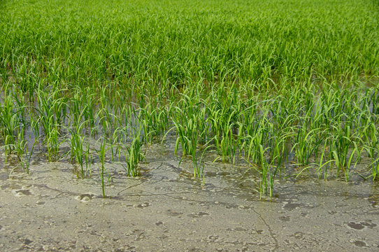 coltivazione riso