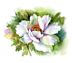 Watercolor Flower Collection: Peony
