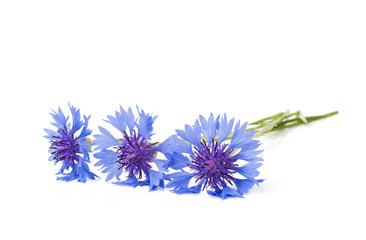 Cornflower on the white surface