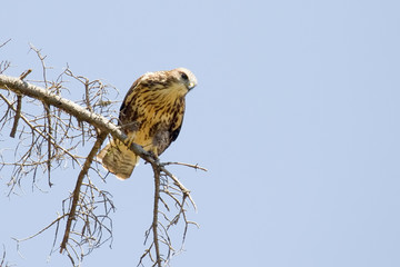 Buzzard on the Tree Branch