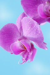 Obraz premium Beautiful purple orchid