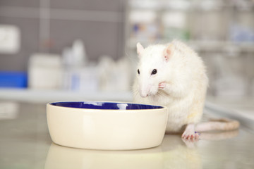 beim Tierarzt - Ratte frisst aus Napf
