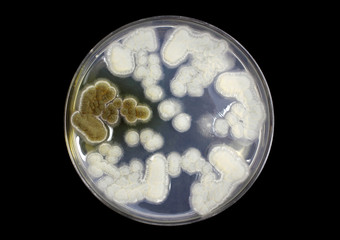 fungi on agar plate