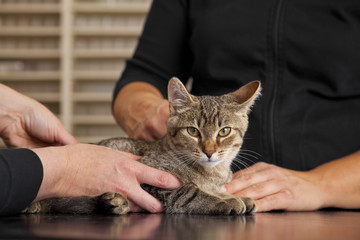 beim Tierarzt - Katze auf Behandlungstisch