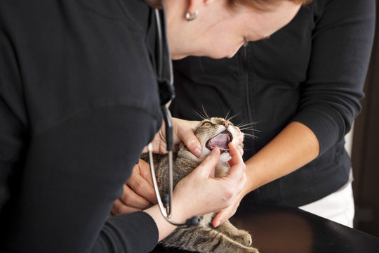 beim Tierarzt - Untersuchung entzündeter Zahn bei Katze