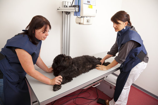 beim Tierarzt - Hund auf Röntgentisch