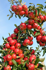 Branch of an apple tree