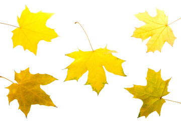 Fall maple leaves isolated on white