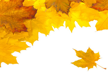 Fall maple leaves isolated on white