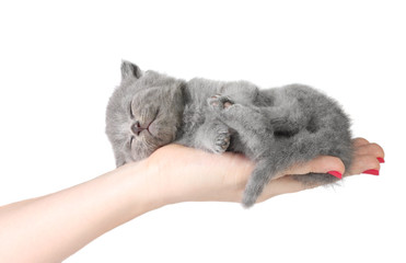 Little kitten in the hands