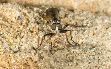 Fly asilidae