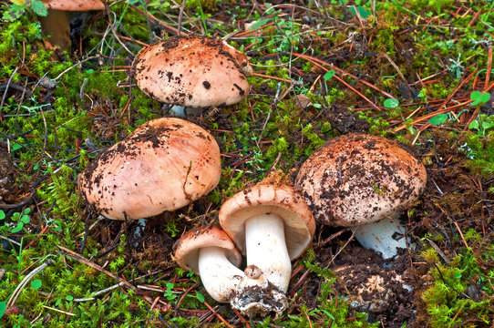 funghi spontanei