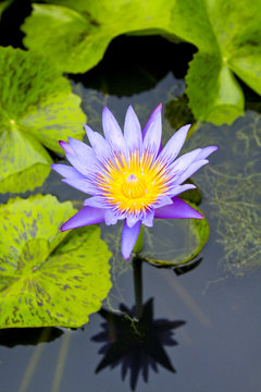 Lotus in lakes