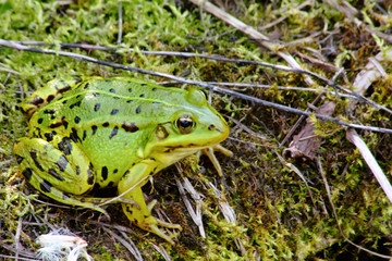 Green frog.