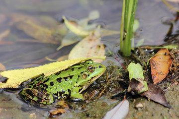 Green frog.