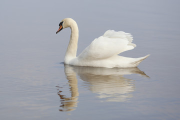 swan reflections