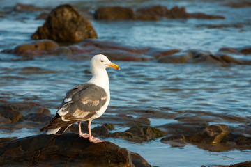 Seagull in coastline