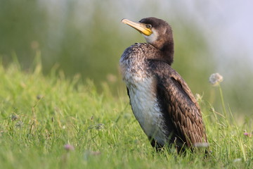 Cormorant in grass land