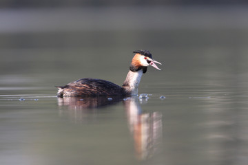Great crested grebe