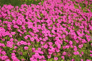 ムラサキカタバミ