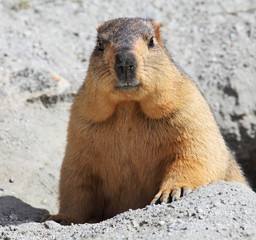 Himalayan marmot