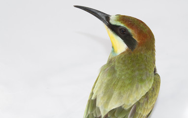 nice colorful bee-eater