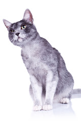 suspicious gray cat