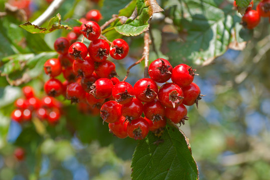 Berries of hawthorn 9