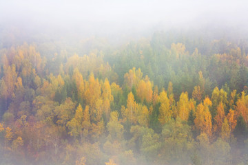 Autumn colored woods in early morning fog