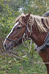 Obraz premium Drawn horse