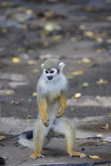 Singes Saimiris de Guyane